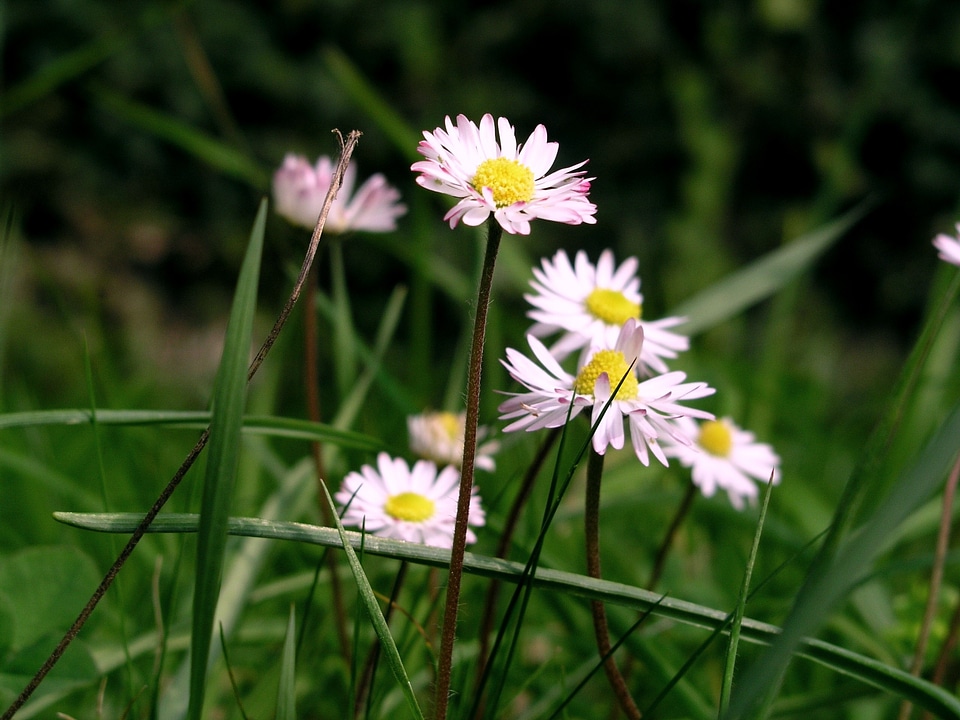 Spring grass bloom
