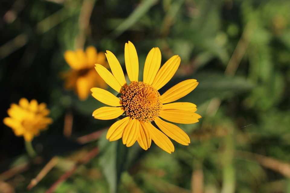 Plant natural blossom