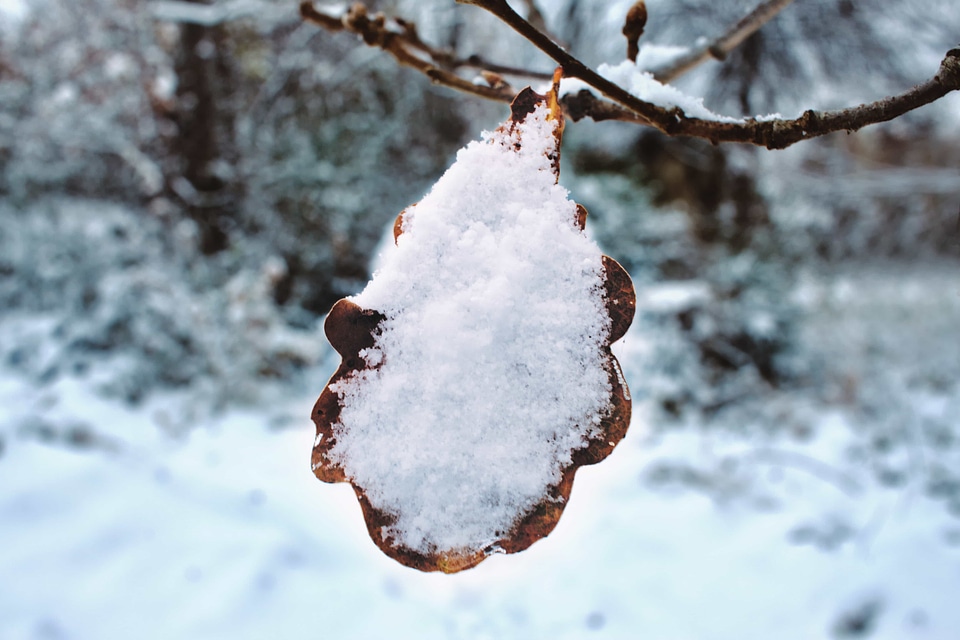 Branch snow snowflakes photo