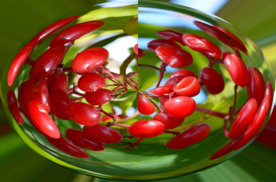 Red tree fruit tree