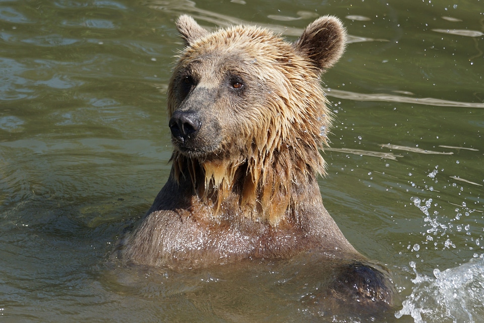 Animal animals brown bear