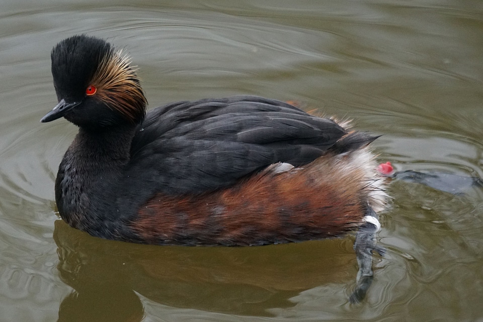 Animal aquatic bird beak