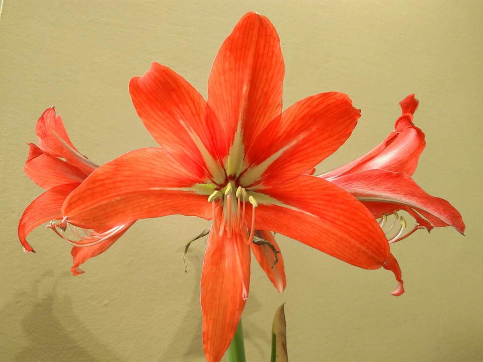 Amaryllis beautiful beautiful flowers