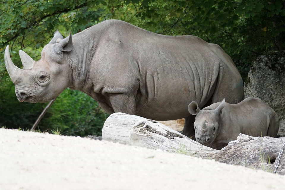 Broad animal animals