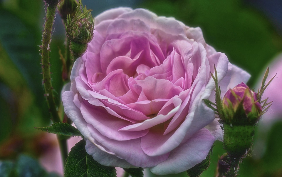 Flower rose blooms pink flower