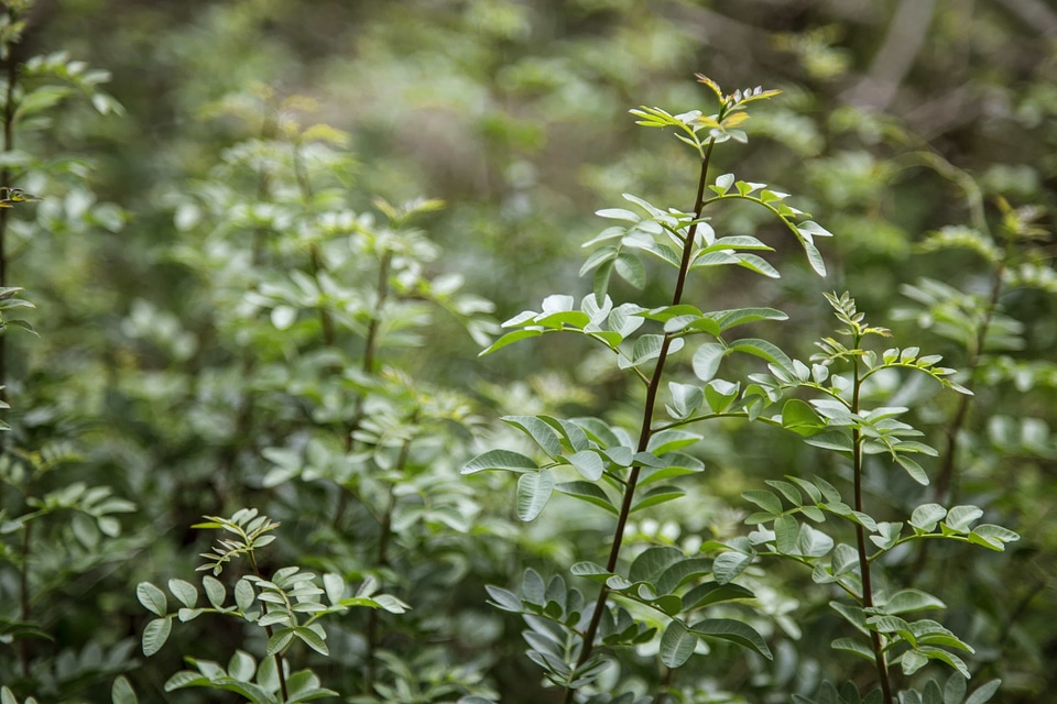 Branch dark green daylight