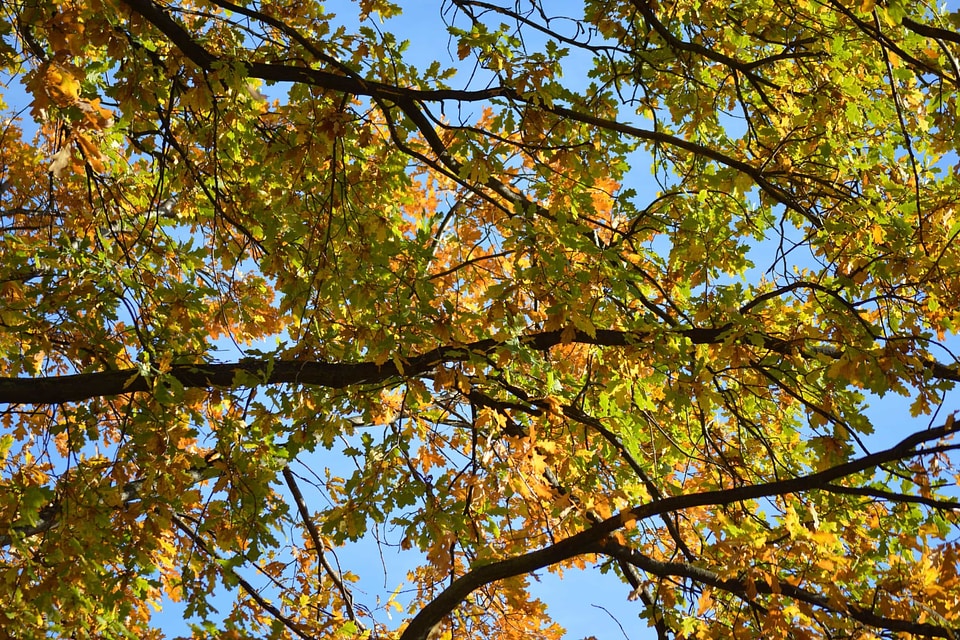 Autumn autumn season biology