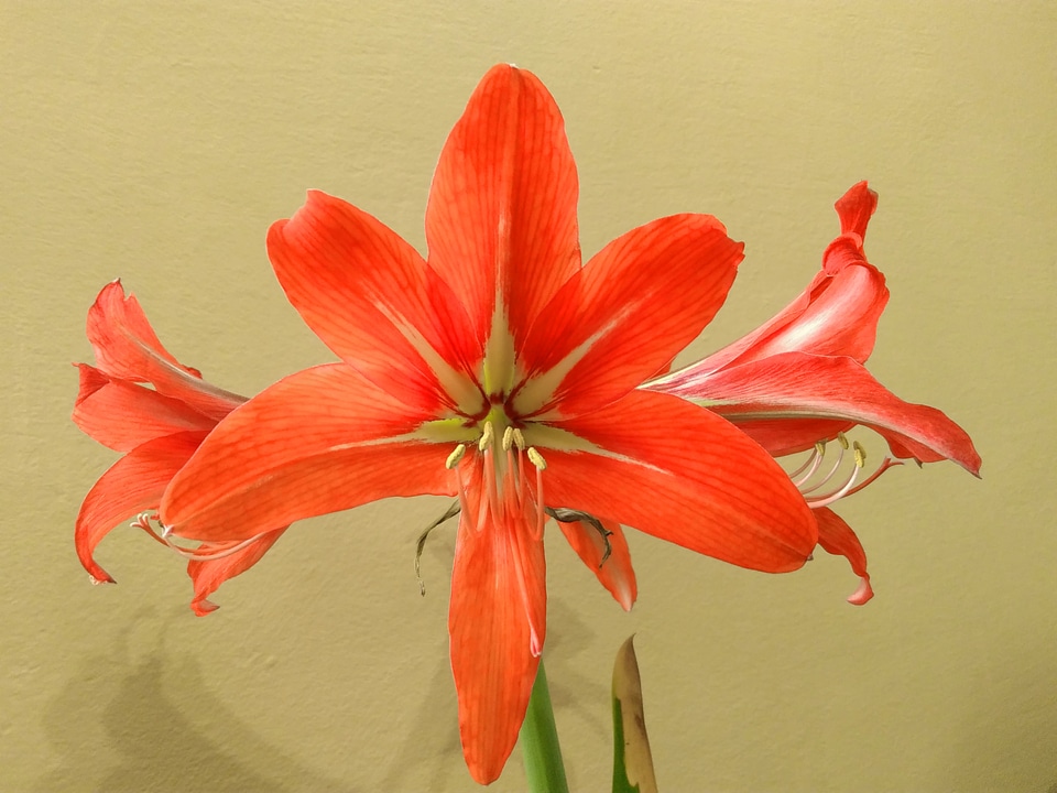 Amaryllis beautiful beautiful flowers
