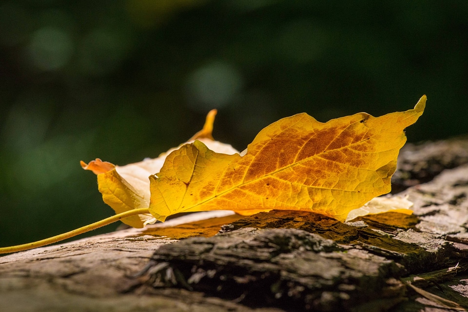 Autumn autumn season branch