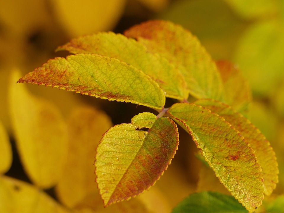 Autumn autumn season beautiful photo