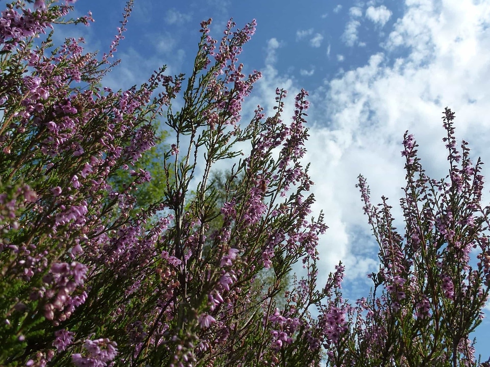 Beautiful Flowers blooming blossom