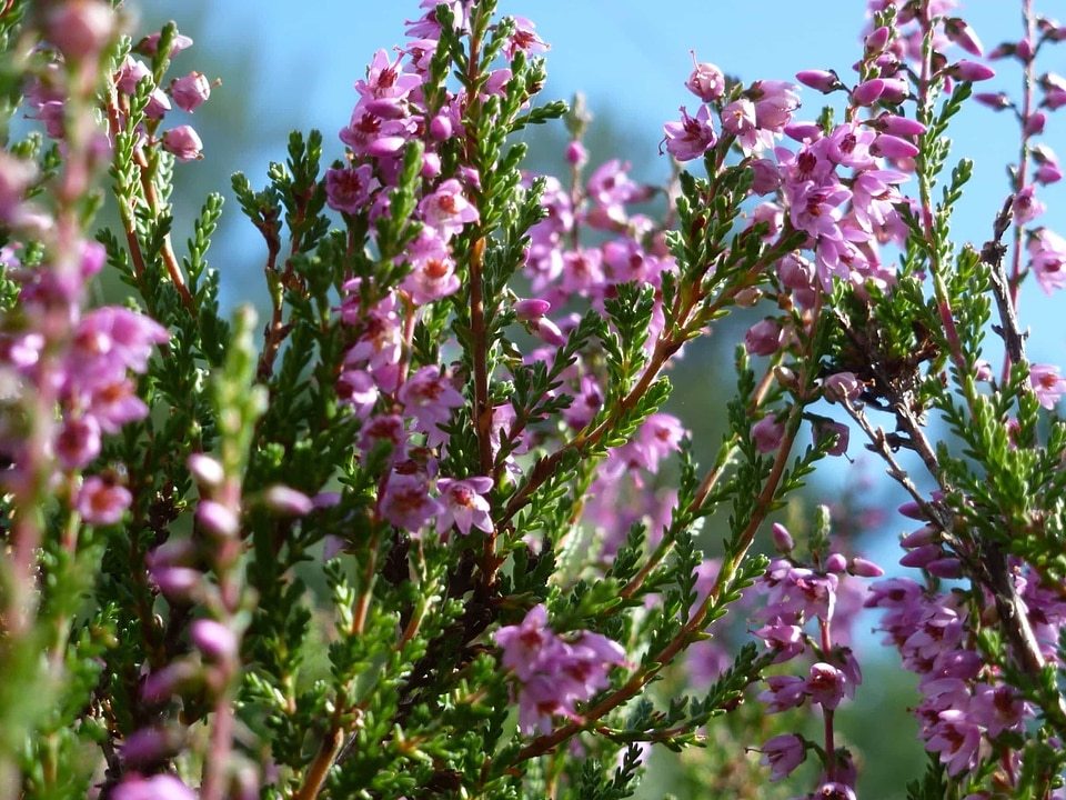 Beautiful Flowers bloom blooming
