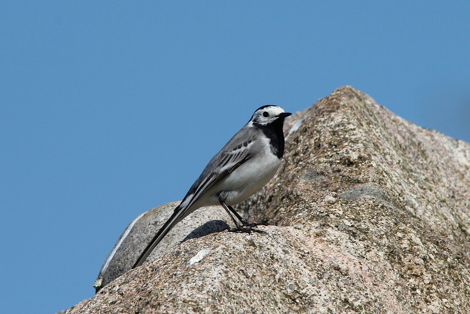 Bird animals nature
