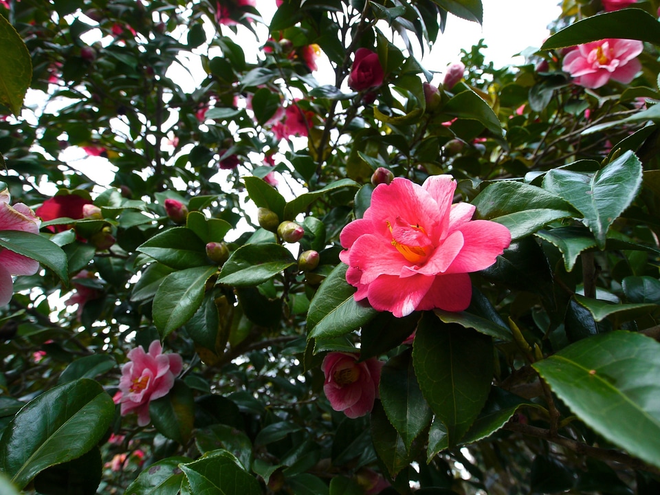 Red plant pink flower