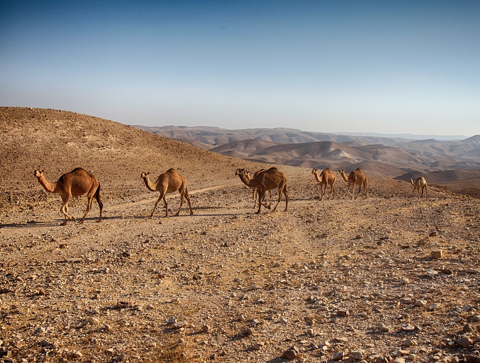 Animal animals camel
