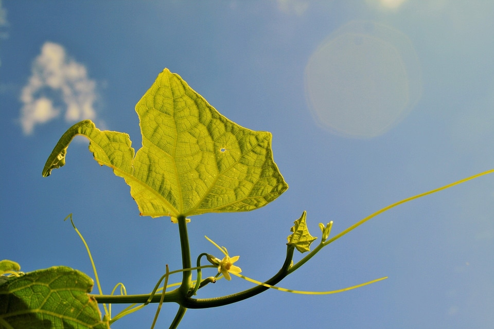 Green translucent summer