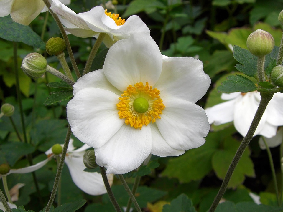 Beautiful beautiful flowers beautiful photo