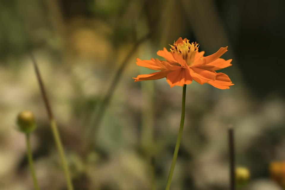 Beautiful Flowers beautiful photo bloom