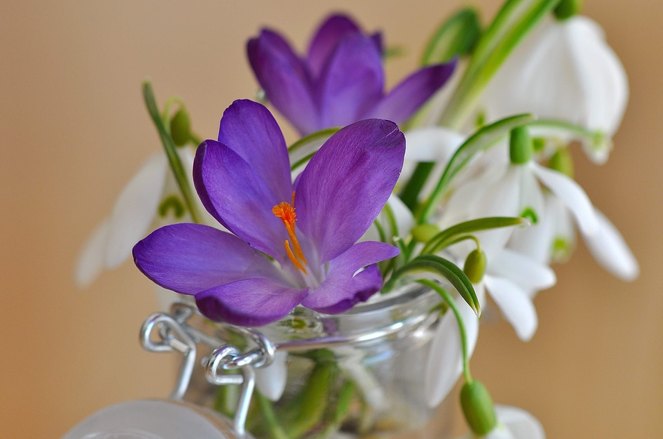 Beautiful beautiful flowers beautiful image