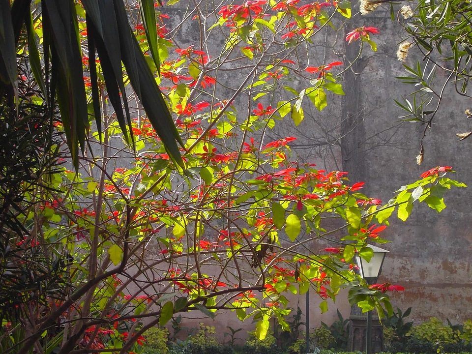 Autumn beautiful branch