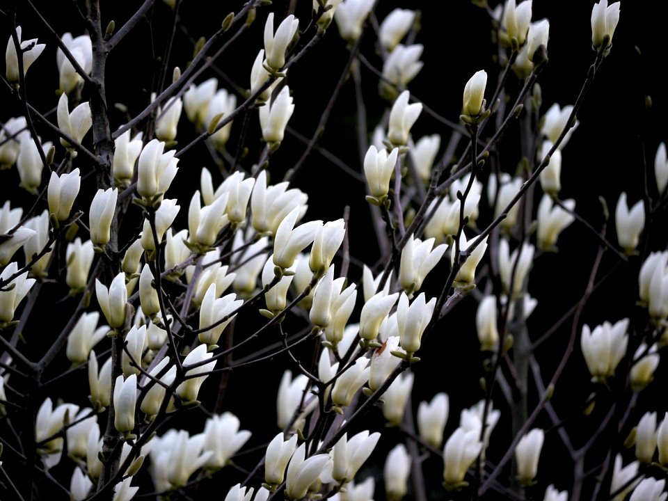 White flowers plant