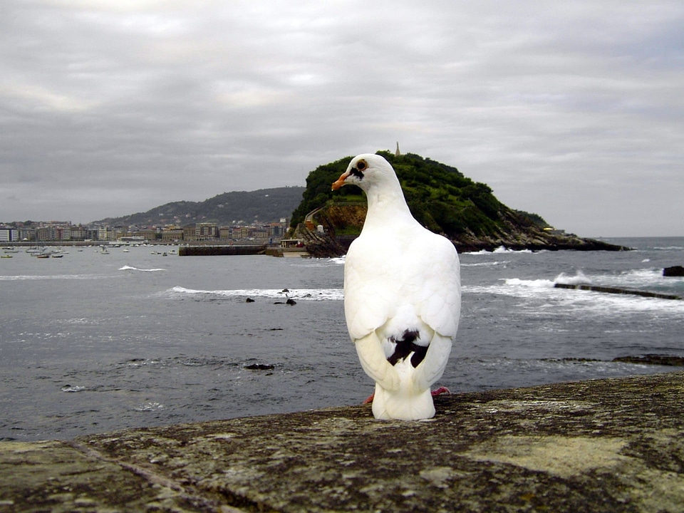 Animal avian beach