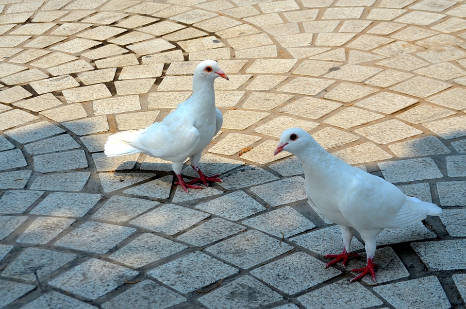 Pigeon albino pigeons