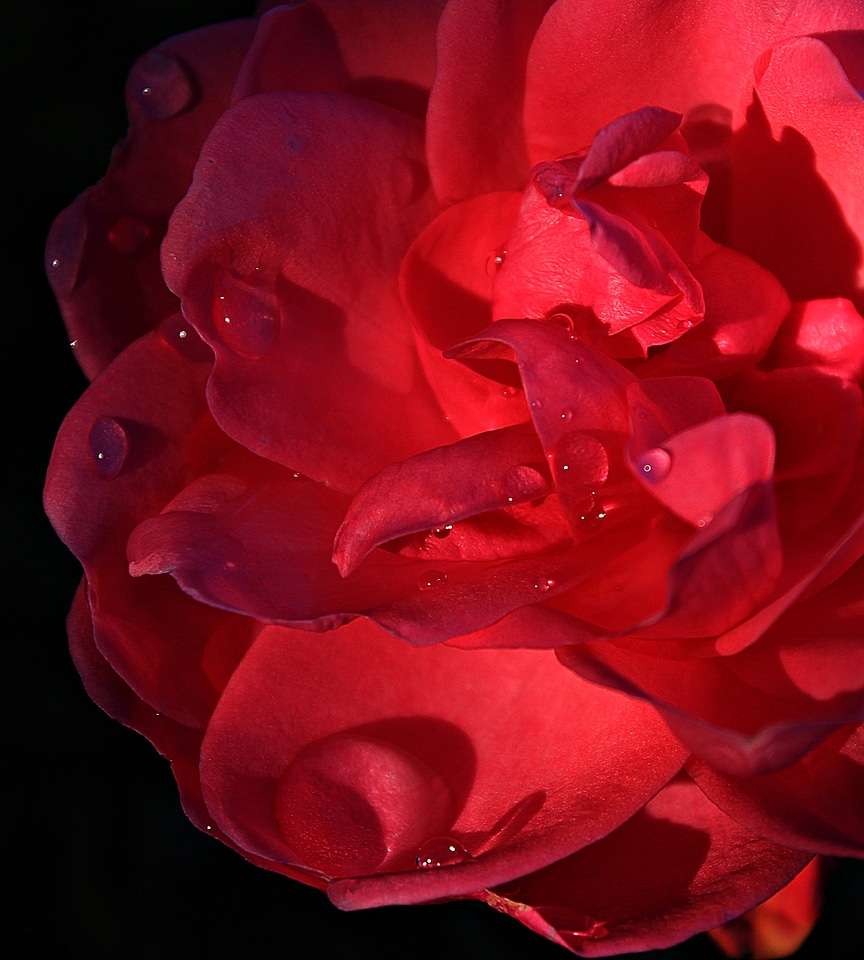 Rose bloom romantic red roses