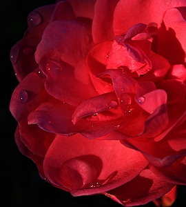 Rose bloom romantic red roses
