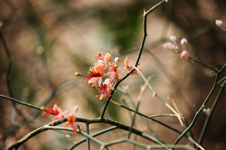 Pink flower cair flowers