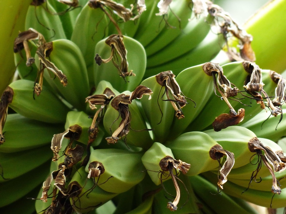 Antioxidant banana daylight