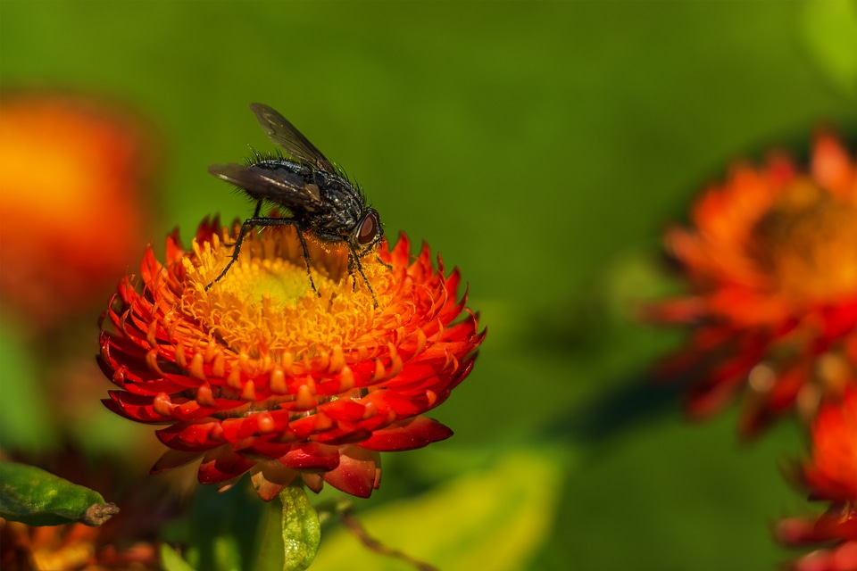 Arthropod meadow nature