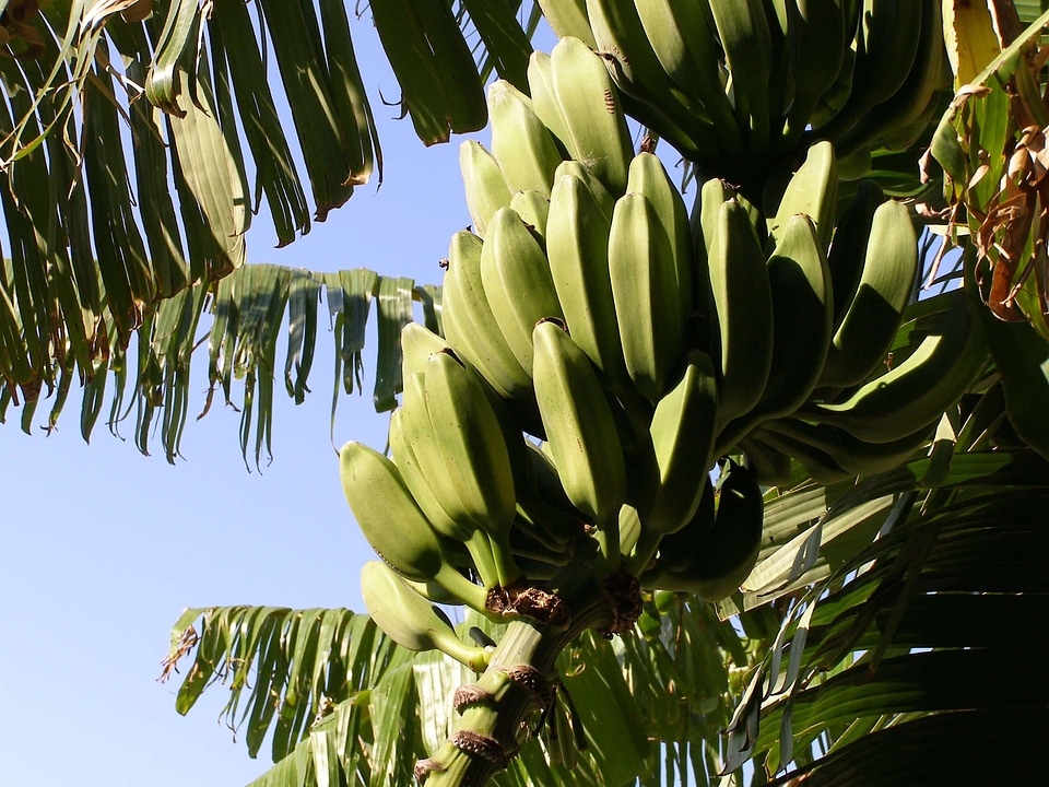 Antioxidant banana branch