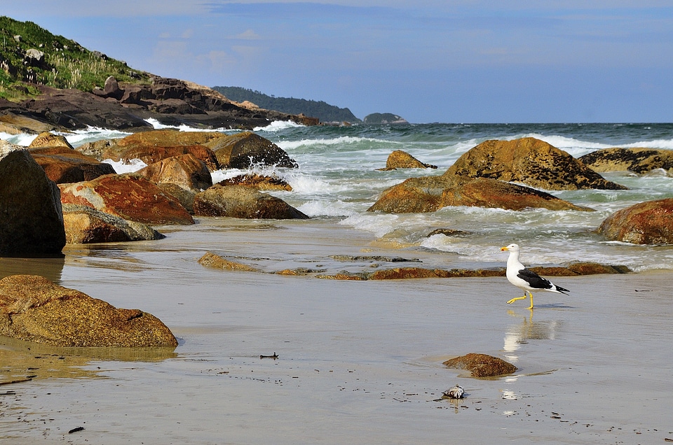 Beach bird blue sky