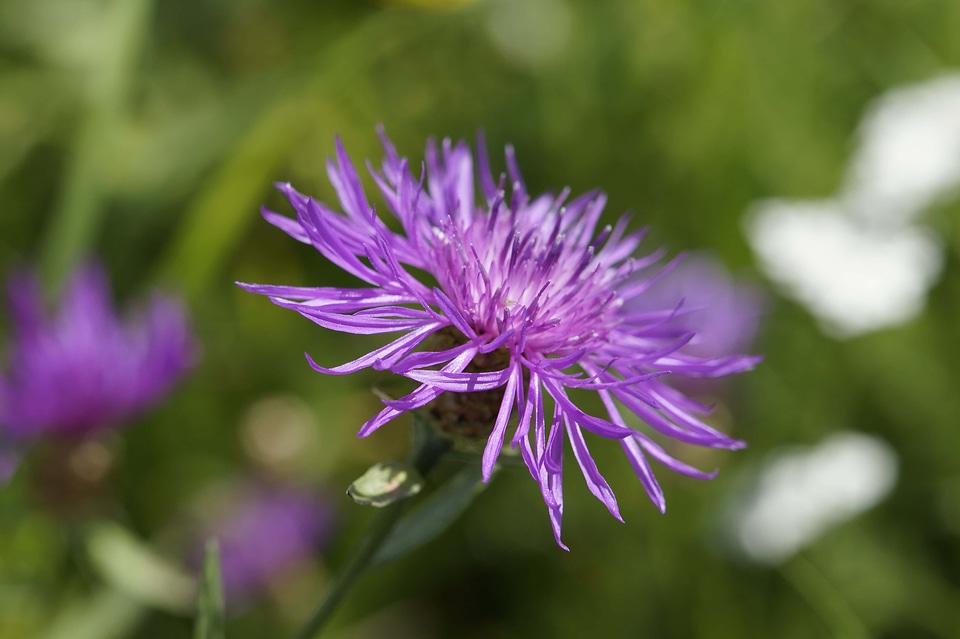 Beautiful Flowers bloom blooming