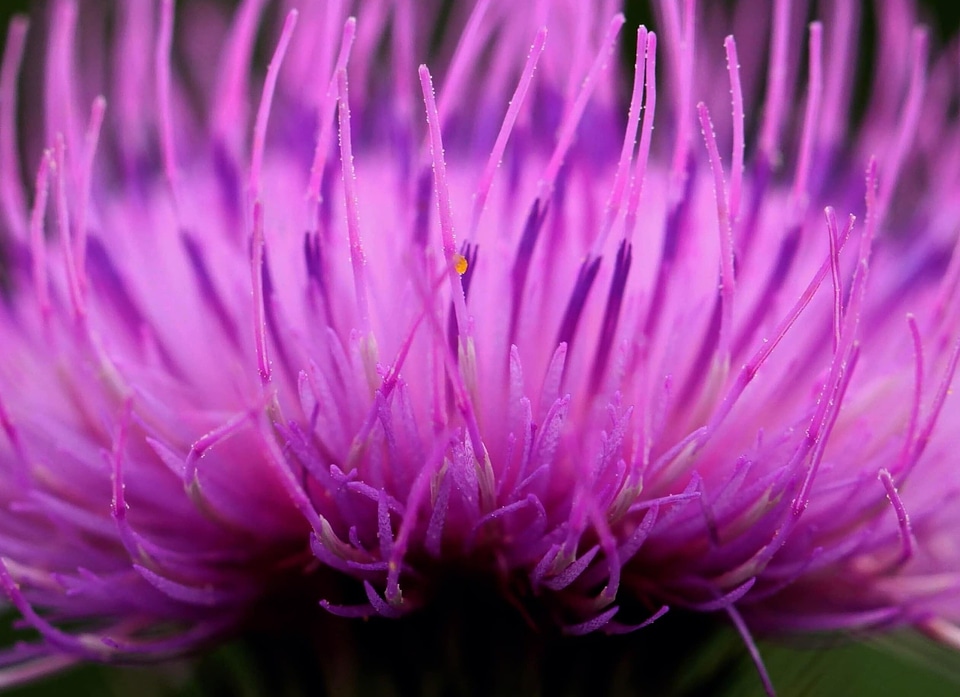Beautiful Flowers blooming blossom