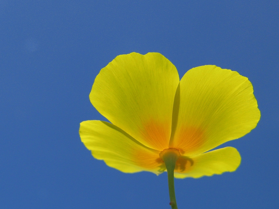 Beautiful Flowers bloom blooming