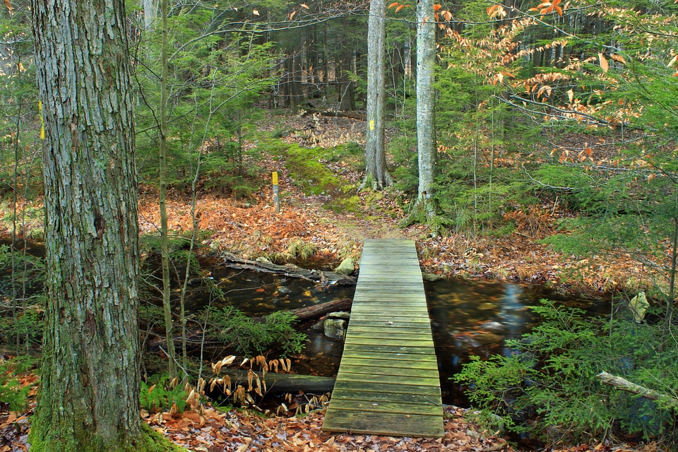 Area branch ecology