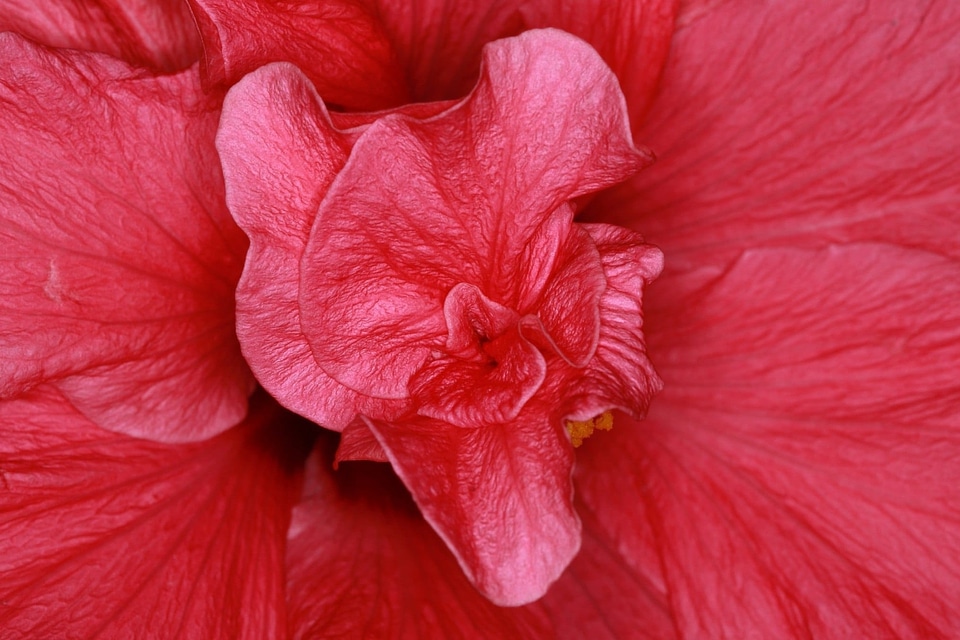 Amaryllis beautiful beautiful flowers