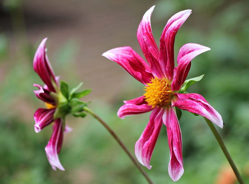 Beautiful beautiful flowers beautiful photo