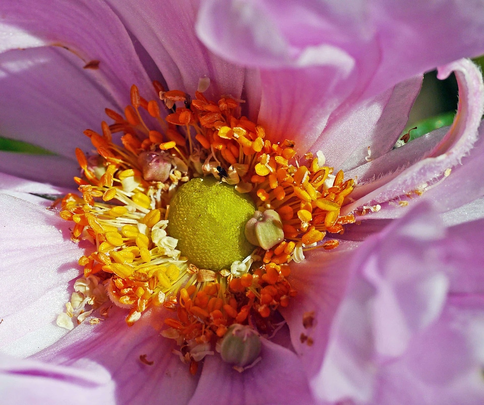 Beautiful beautiful flowers biology