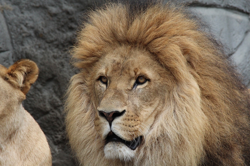 Animal world africa animals