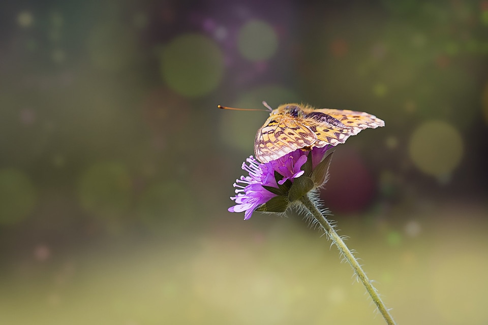 Animal arthropod beautiful flowers