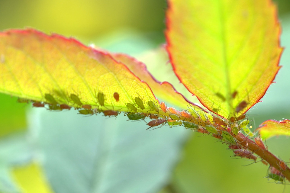 Animal arthropod autumn