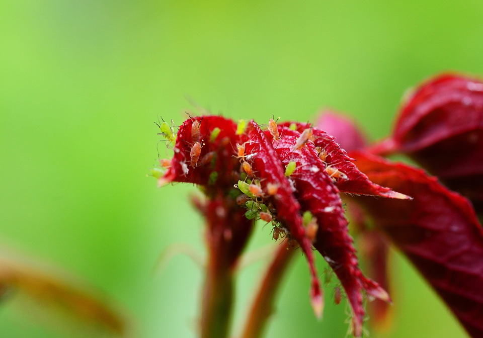 Animal arthropod beautiful flowers