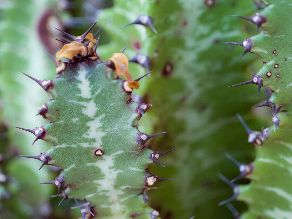 Agave Asparagaceae Aloe vera biology