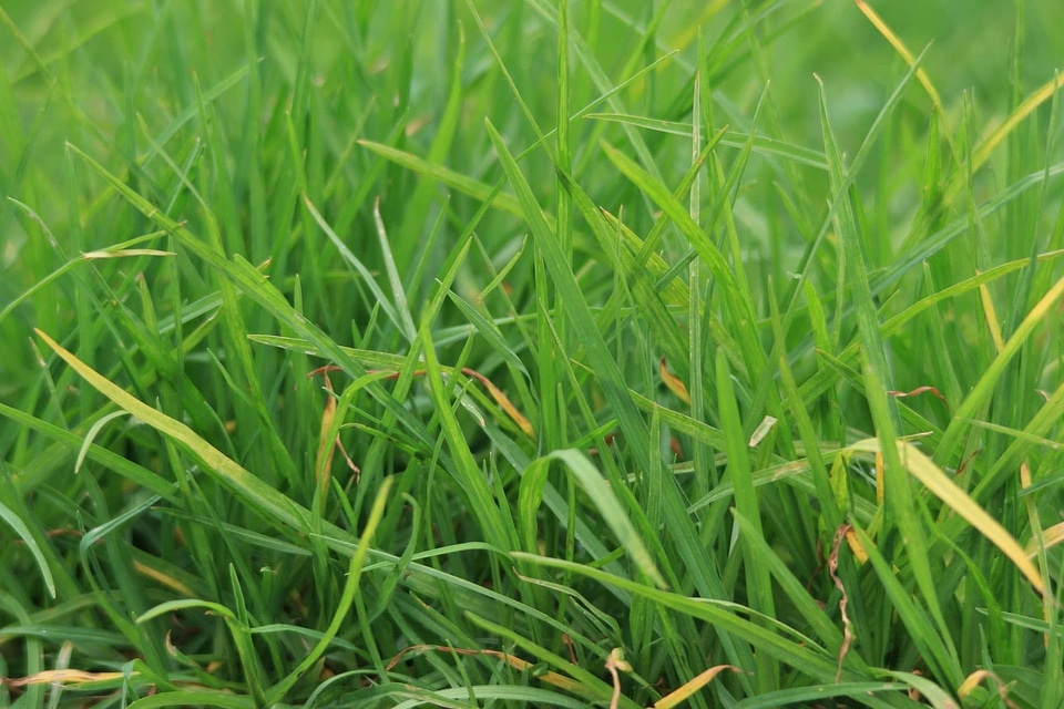 Agriculture ecology environment