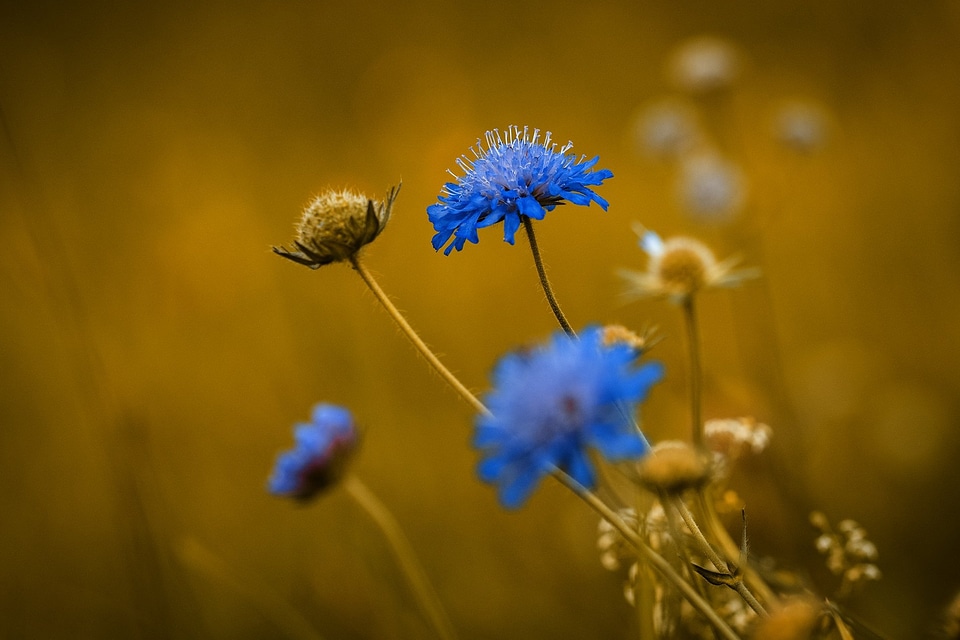 Beautiful Flowers bloom blooming