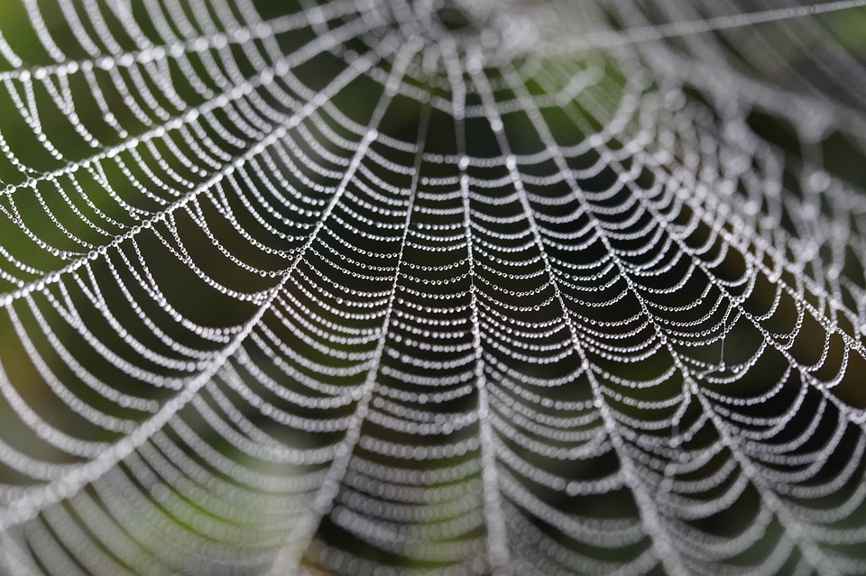 Abstract biology cobweb