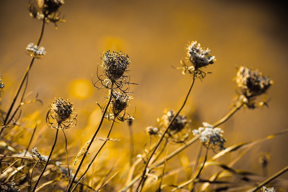Beautiful Flowers biology blooming